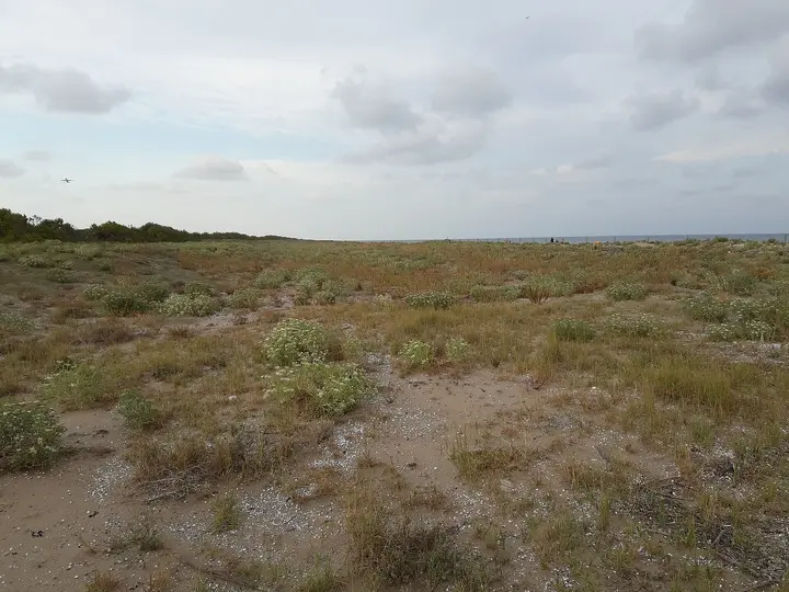 Playa de la Murtra-la Pineda