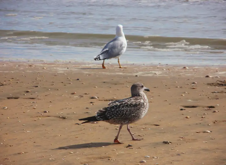 Playa Punta Umbria
